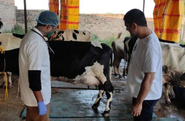 अब पशुपालन में भी हाथ आजमायेंगे धोनी, फार्महाउस में हो रही नई नस्ल की गाय तैयार
