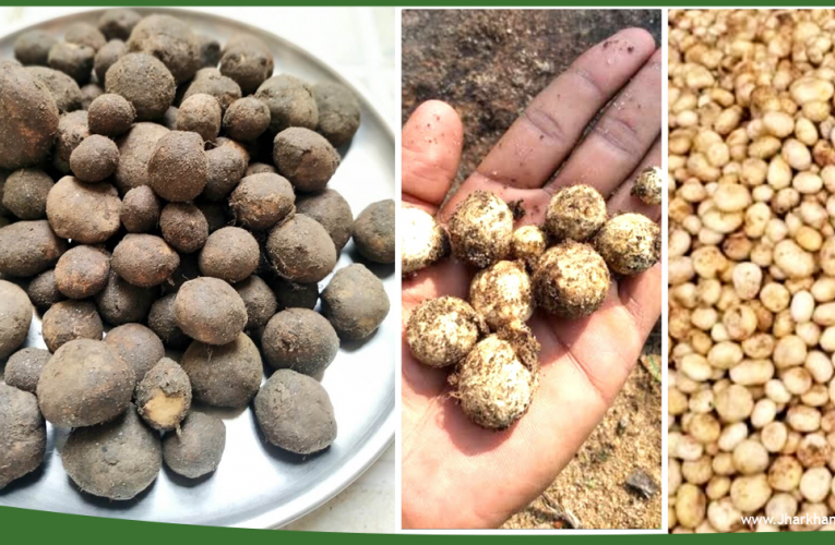 Rugda Mushrooms, Jharkhand’s gem is found only in Jharkhand.