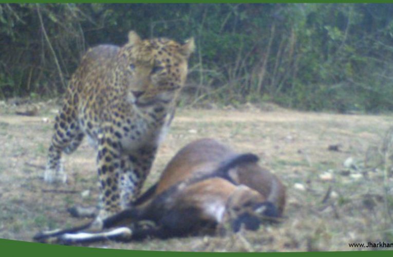 बेतला नेशनल पार्क में दिखा तेंदुआ, वन विभाग के सीसीटीवी में कैद हुई तस्वीरें..